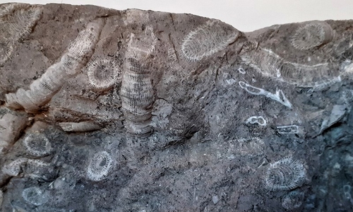 art fact fossiles