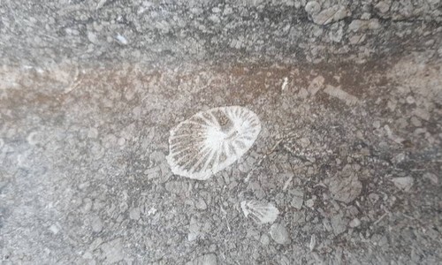 fossiles en ville Liège